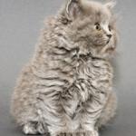 Британская длинношёрстная кошка