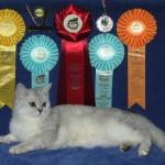 Награды на выставке кошек