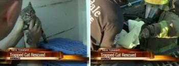 В Аризоне спасли котёнка, упавшего в ливневый сток