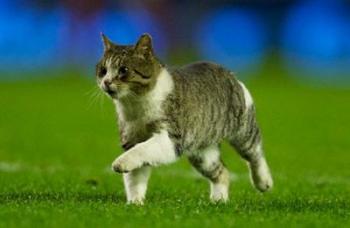 Кот чуть не стал причиной срыва футбольного матча между «Леверпулем» и «Тоттенхе