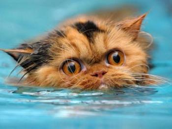 Плавающие коты