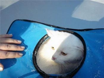 В Екатеринбурге спасли выброшенного в реку кота